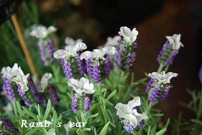 苗ものご紹介 新座 志木の花屋ラムズイヤーより Ramb S Ear ラムズイヤー 苗ものご紹介 新座 志木の花屋ラムズイヤーより Ramb S Ear ラムズイヤー