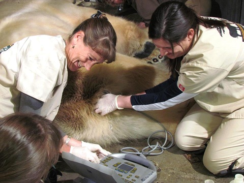 アメリカ・ニューヨーク州 ロチェスターのセネカ動物園が史上初のホッキョクグマの人工授精を行う_a0151913_28859.jpg