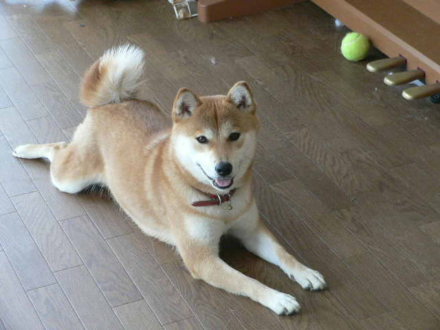 a0190414_2052557.jpg