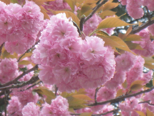仙台勾当台公園の桜♪_c0165914_212674.jpg