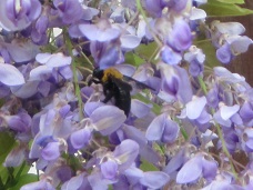 f0143521_1315926.jpg