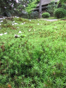 f0143521_1492055.jpg