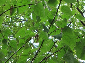 f0143521_1501193.jpg