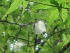 f0143521_232963.jpg