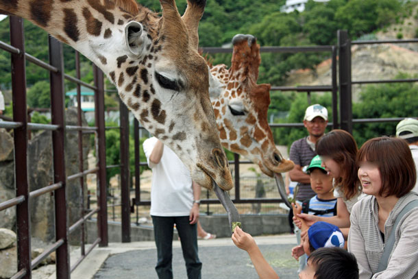 キリンに餌やり 動物園放浪記