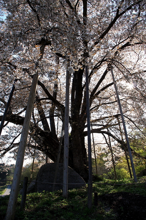 今年の見納め石川郡古殿町 越代の桜_c0181127_234231.jpg