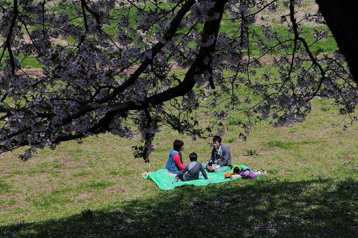 桜の花_d0106628_12231626.jpg