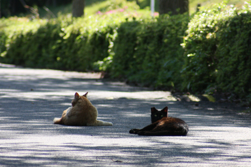 野良猫捜索 PART-123〜GW帰省中・その2〜_d0150434_824254.jpg