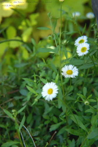 e0204334_12244432.jpg