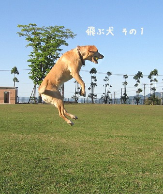 飛ぶ犬VS飛ばない犬　＆今日の富士山_a0167836_15153681.jpg