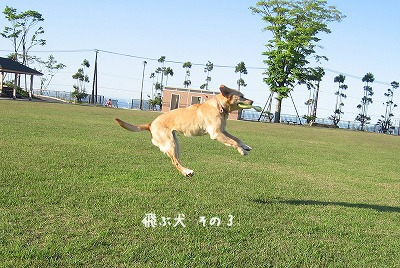 飛ぶ犬VS飛ばない犬　＆今日の富士山_a0167836_15181276.jpg