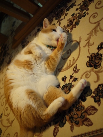 猫のお友だち ふくちゃん編。_a0143140_16141946.jpg