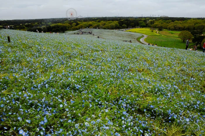 ひたちなか海浜公園_e0095142_2202487.jpg