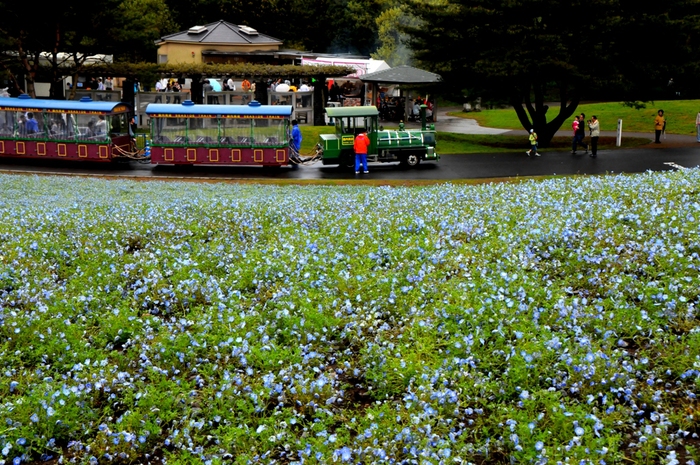 ひたちなか海浜公園_e0095142_2205764.jpg