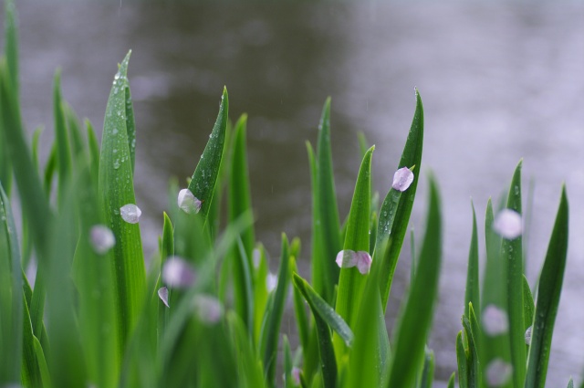 雨に散っても_b0133447_2247169.jpg