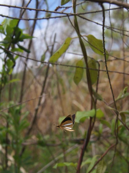 c0045352_21384637.jpg