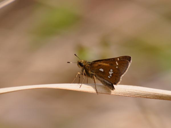 c0045352_2139768.jpg