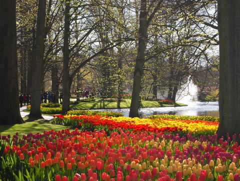 Keukenhof_a0113956_7153716.jpg