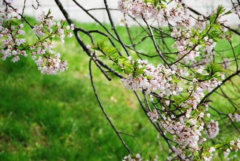 お弁当持ってお花見だよ～♪_e0171560_2244144.jpg