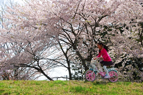 お弁当持ってお花見だよ～♪_e0171560_22452060.jpg