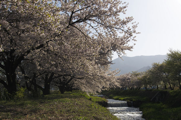 サクラ / 晴れ_b0244261_21231116.jpg