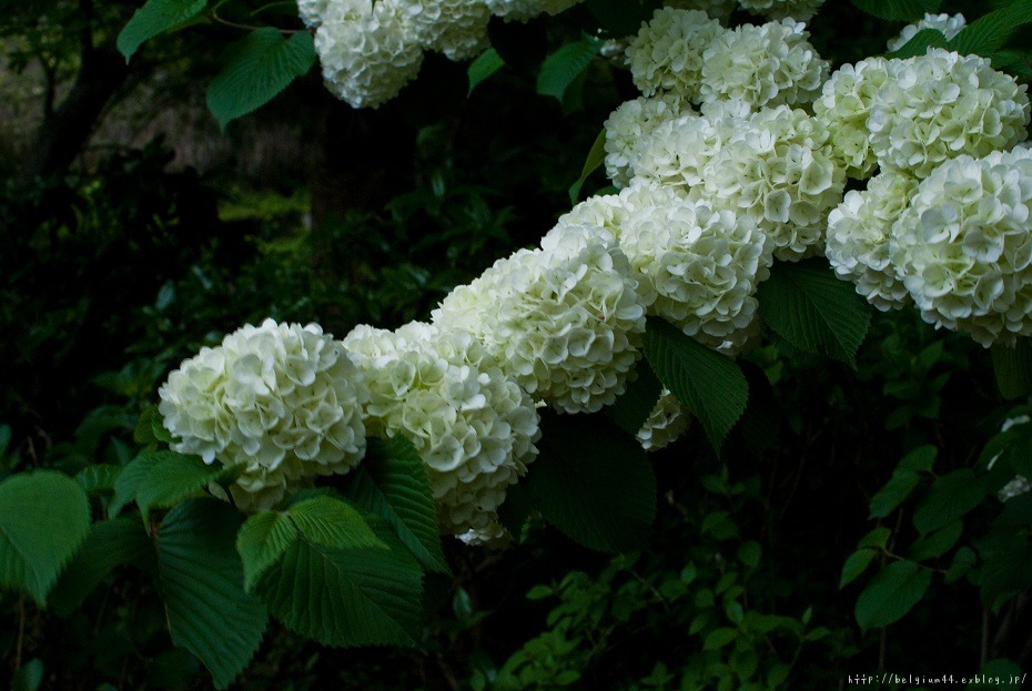 三室戸寺のつつじ_f0102363_1585252.jpg