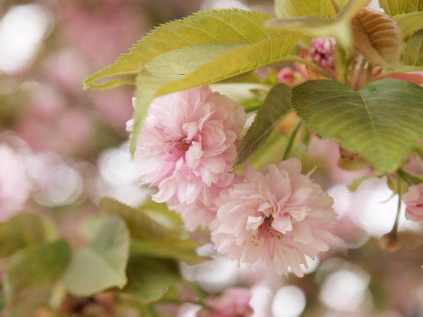 新宿御苑の桜 2012_c0218766_2321143.jpg