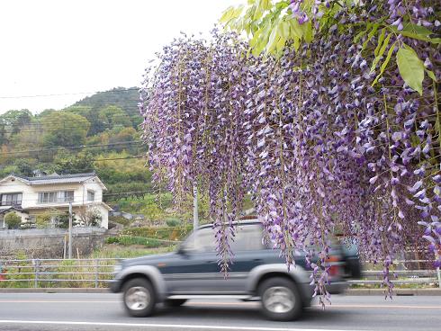 路傍の花、フジ、レンゲ_e0175370_10404969.jpg