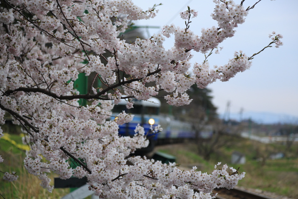 桜と電車（３）_e0096372_547730.jpg