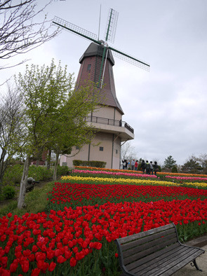 tulips -park1-_f0057874_433664.jpg