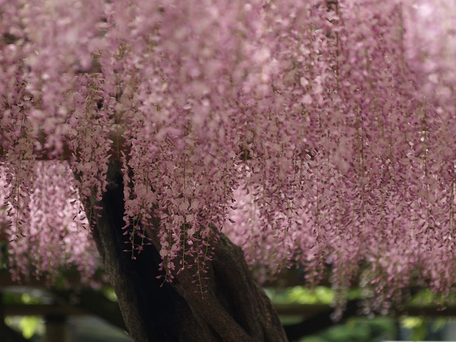 『曼陀羅寺の藤まつり』_d0054276_20221212.jpg