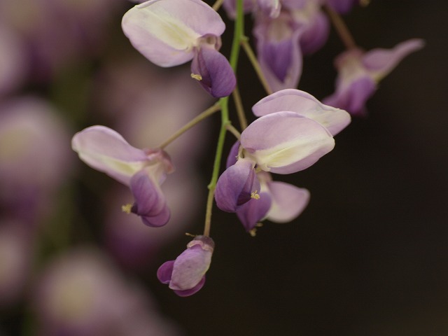 『曼陀羅寺の藤まつり』_d0054276_20234525.jpg