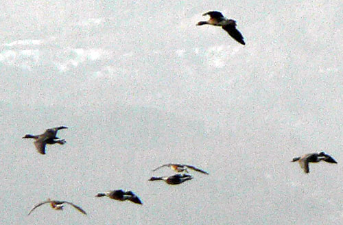 f0083977_942619.jpg