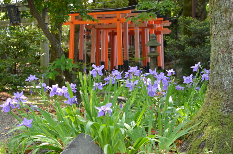 上御霊神社　イチハツ　2012.05.05_b0154084_16384768.jpg