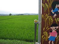 7月10日の田んぼ(緑が丘小・北郷小)_d0247484_13294614.jpg