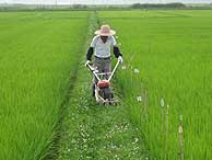 7月17日の田んぼ(緑が丘小・北郷小)_d0247484_133435100.jpg