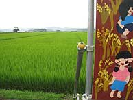 7月31日の田んぼ(緑が丘小・北郷小)_d0247484_13401488.jpg