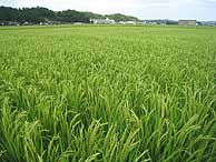 8月20日の田んぼ(緑が丘小・北郷小)_d0247484_135191.jpg