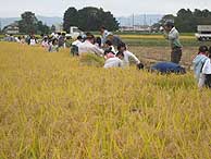 稲刈り体験(緑が丘小・北郷小)_d0247484_14171492.jpg