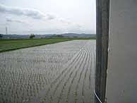 5月28日の田んぼ(緑が丘小・北郷小)_d0247484_14474783.jpg