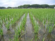 6月11日の田んぼ(緑が丘小・北郷小)_d0247484_1455418.jpg