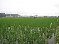 6月18日の田んぼ(緑が丘小・北郷小)_d0247484_14595710.jpg