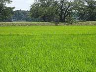 7月16日の田んぼ(緑が丘小・北郷小)_d0247484_15121491.jpg