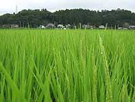 8月6日の田んぼ(緑が丘小・北郷小)_d0247484_15254923.jpg