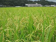 9月3日の田んぼ(緑が丘小・北郷小)_d0247484_15394673.jpg