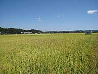 9月17日の田んぼ(緑が丘小・北郷小)_d0247484_15465173.jpg