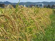 9月17日の田んぼ(緑が丘小・北郷小)_d0247484_15475682.jpg