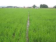 7月2日の田んぼ(緑が丘小・北郷小)_d0247484_1555059.jpg