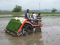 田植え体験(緑が丘小・北郷小)_d0247484_1624888.jpg