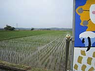 6月10日の田んぼ(緑が丘小・北郷小)_d0247484_16371264.jpg